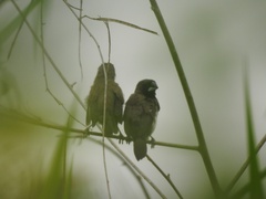 Lonchura leucogastroides