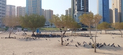 Columba livia domestica