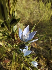 Lomatogonium rotatum
