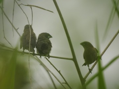 Lonchura leucogastroides