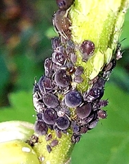Aphis craccivora