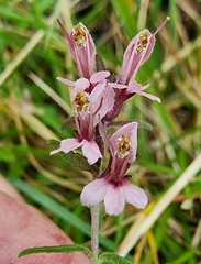 Odontites vernus