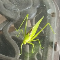Amblycorypha oblongifolia