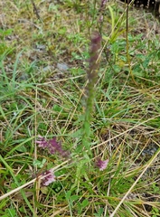 Odontites vernus