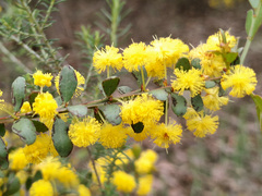 Acacia acinacea