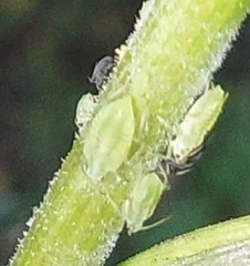 Macrosiphoniella