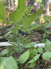 Polygonatum