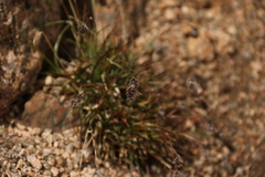 Luzula spicata