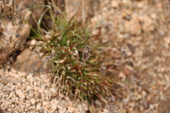 Luzula spicata