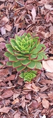 Echeveria agavoides