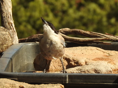 Cyanopica cooki