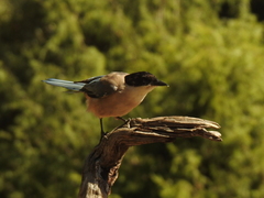 Cyanopica cooki