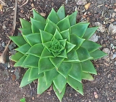 Echeveria agavoides