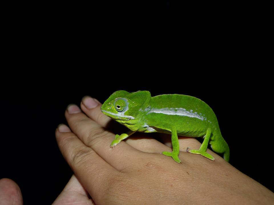Green chameleon
