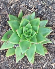 Echeveria agavoides