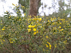 Acacia acinacea
