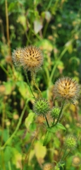 Dipsacus pilosus