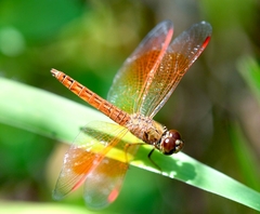 Brachythemis contaminata
