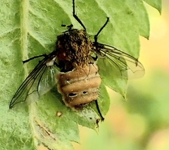 Entomophthora muscae