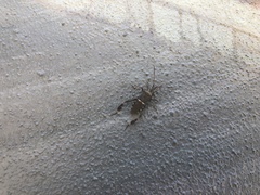 Leptoglossus clypealis