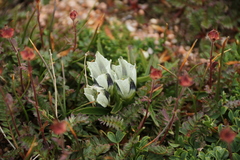 Gentiana algida