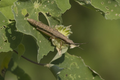 Orthacridinae