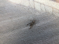 Leptoglossus clypealis