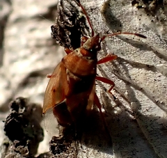 Kleidocerys resedae