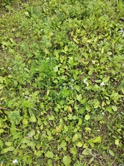 Lomatogonium rotatum