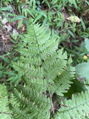 Athyrium