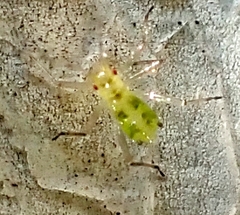 Euceraphis