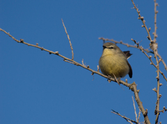 Stigmatura budytoides