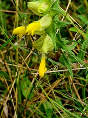 Rhinanthus serotinus