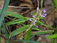 Liriope
