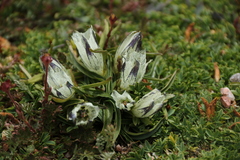Gentiana algida