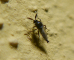 Ceratopogonidae