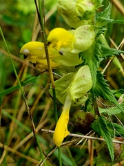 Rhinanthus serotinus