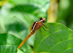 Rhodothemis rufa