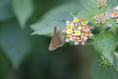 Borbo cinnara