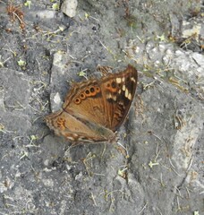 Junonia erigone