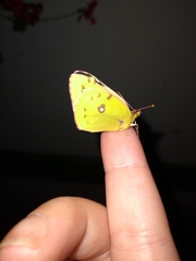 Colias croceus