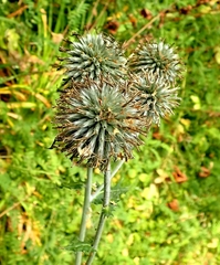 Echinops sphaerocephalus