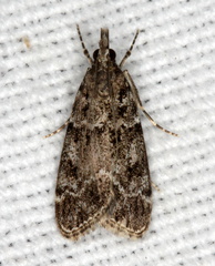 Eudonia mercurella