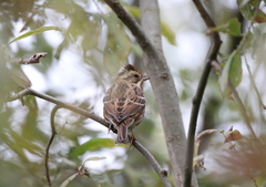 Emberiza rustica