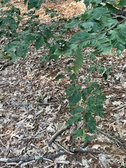 Litylenchus crenatae