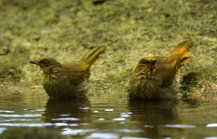 Pycnonotus finlaysoni