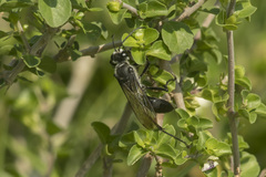 Sphex argentatus