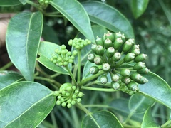 Dendropanax dentiger