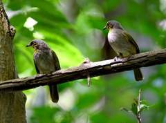 Pycnonotus finlaysoni