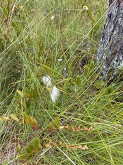 Eriophorum